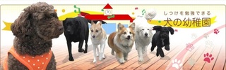 dogtraning.jpg