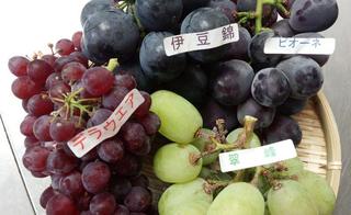 grape.jpg