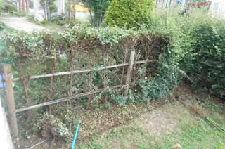 hitsujibassai.jpg