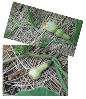 kabocha01.jpg