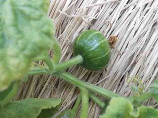 kabocha02.jpg