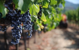 napa02.jpg