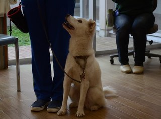 partnerdog.jpg