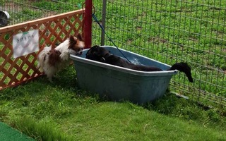 pool1707.jpg