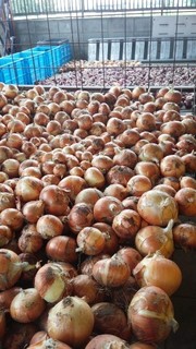 tamanegi01.jpg