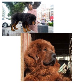 tibetan00.jpg