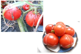 tomatoware01.jpg