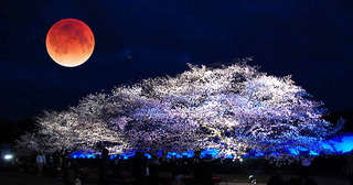 tsukitosakura01.jpg