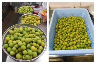 ume001.jpg