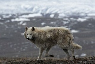 wolf01.jpg