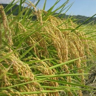 yamadanisiki.jpg